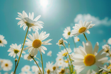 Daisies field with blue sky and sun, summer nature background