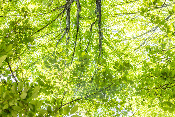 新緑　Fresh green
