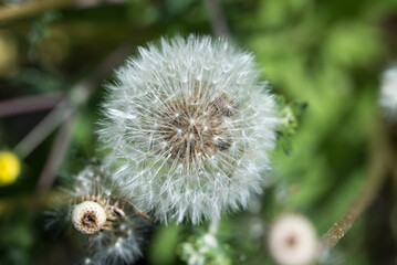 fluffy dandelion closeup selective focus