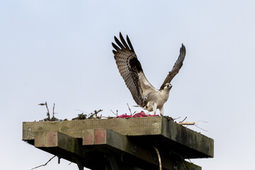 An osprey lands on a large nest built of branches and tree twigs on top of a utility pole. The animal is next to a female osprey, hardly visible, sitting on eggs. The animal's feathers are ruffled. - Powered by Adobe