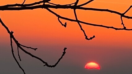 silhouette of a tree