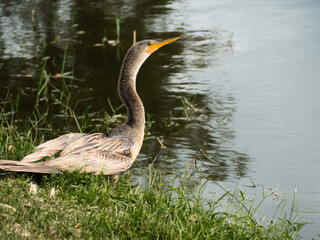 great blue heron in a pond