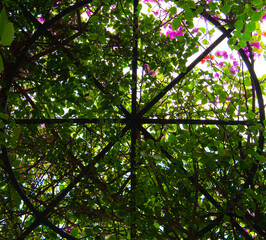 green leaves against sky