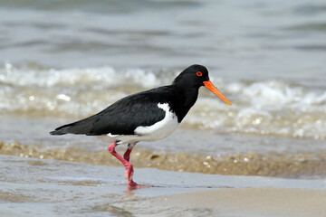 Australian Pied Oystercatcher bird standing on a sandy beach with ocean waves in the background