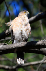 Cooper's Hawk perched on a tree branch on the forest, Canada