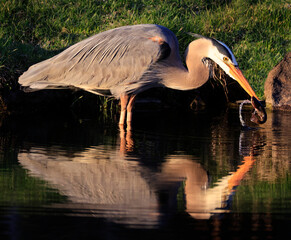 Great blue heron portrait into the swamp, Quebec, Canada