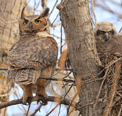 Great-horned Owl and his baby in the nest, Quebec, Canada