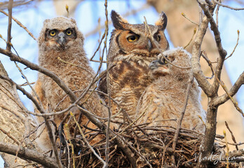 Great-horned Owl and his baby in the nest, Quebec, Canada