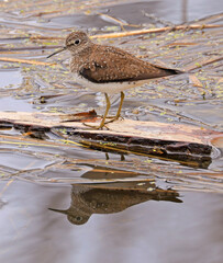 Solitary Sandpiper on the swamp with his reflection on water