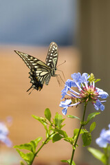 Light as air swallowtail butterfly resting lightly on a blue flower.