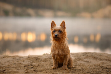 An attentive Australian Terrier dog sits on a sandy river shore, its gaze fixed in the distance...