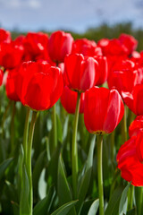 Tall red tulips growing in a beautiful garden as a vertical image