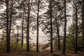 Selective blur on the Panorama of the Saulkrasti beach in Latvia, on the baltic sea, with a forest of fir trees in front. Saulkrasti is one of the sea resorts of Latvia in the baltic states.