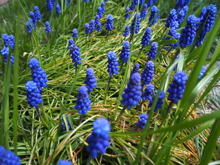 ムスカリの青い花