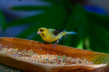 An Island Canary at a Botanical Gardens in Grand Rapids, Michigan.