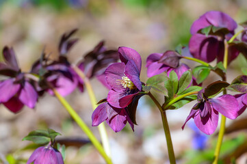 Purple Lenten Roses at a Botanical Gardens Exhibit in Grand Rapids, Michigan.