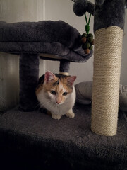 cat sitting on a chair