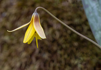 Trout Lily wildflower in bloom in springtime in Ontario