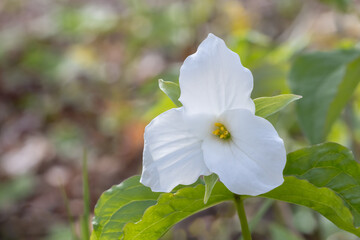 White Trillium in Arrowhead Park Ontario in May