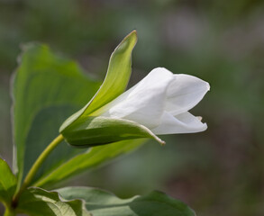 White Trillium blooming in springtime in Ontario