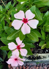 Close up, blooming Pink Vinca Flower also known as Madagascar periwinkle