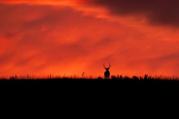 Elk in silhouette on the ridgeline with orange skies