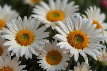 bouquet of white daisies