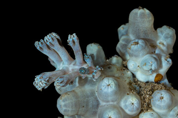 A Tritonia species nudibranch camouflaged in a sponge