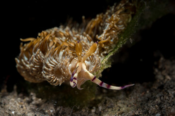 A Pteraeolidia semperi nudibranch