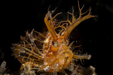 An Ambon Scorpionfish or Pteroidichthys amboinensis