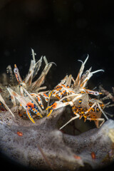 A pair of Tiger Shrimps or Phyllognathia ceratophthalma