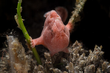 Pink Painted Frogfish or Antennarius pictus