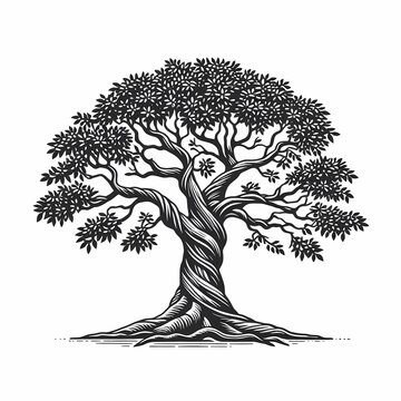 logo illustration of vintage banyan tree