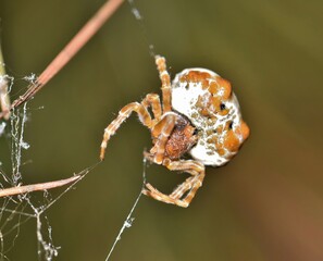Bolas Spider (Mastophora cornigera) arachnid web insect nature Springtime pest control.