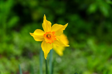 Solo in Yellow: A Daffodil's Spring Serenade