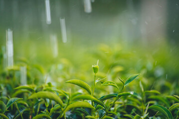 Green tea tree field Garden water hose landscape. Organic farm tender bud herbal Green tea tree in...