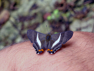 A black, white and red butterfly over a human leg in the national park El Avila