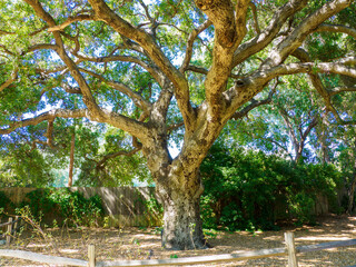 Large gnarled tree