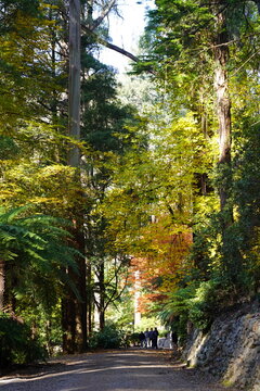 road in the forest
