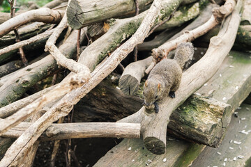 町田リス園のリス