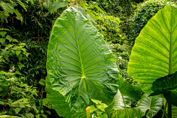 Alocasia macrorrhizos plants