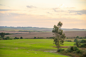 Landscapes of the pampas at dusk in southern Brazil