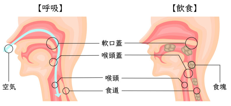 飲食　呼吸　嚥下性無呼吸　イラスト　日本語