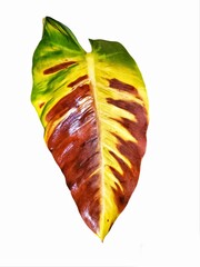 leaf on a white background