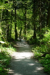 Obraz premium path in the forest