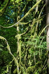 moss