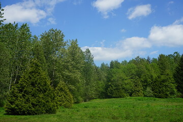 forest and sky