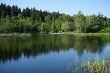 Fototapeta premium reflection of trees in the lake