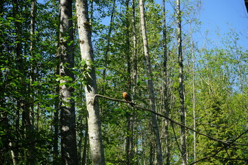 Fototapeta premium bird on a tree