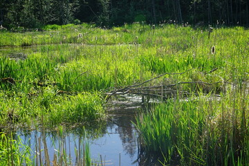 Obraz premium wetland